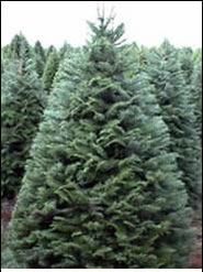 grand fir christmas trees are often chosen because of their unique beauty and absolutely wonderful scent they are by far the best smelling christmas tree - Best Smelling Christmas Tree grand fir christmas trees are often chosen because of their unique beauty and absolutely wonderful scent they are by far the best smelling christmas tree - Best Smelling Christmas Tree